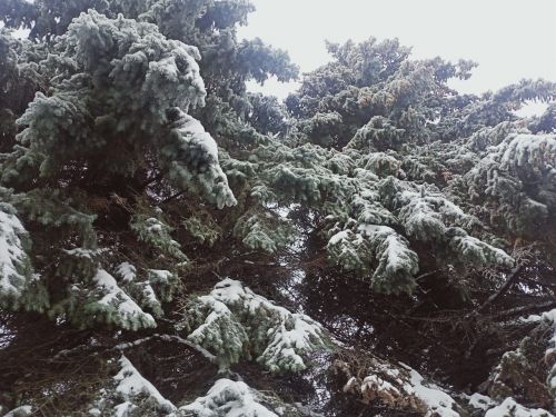 Татарстанда томан һәм -25 градус салкын булачак