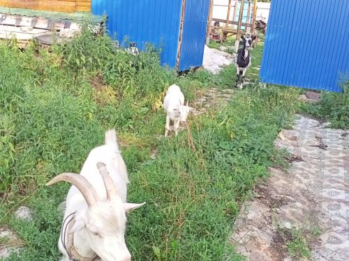 Деревня Новосергиево живет, потому что ее помнят