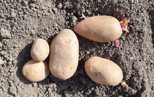 Население Татарстана будет полностью обеспечено продуктами питания