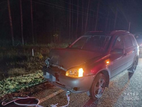 Медведь попал под колеса авто в Татарстане