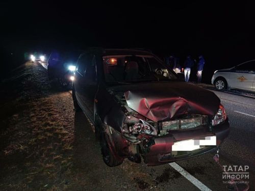 Медведь попал под колеса авто в Татарстане
