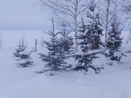 Встретили Новый год вместе с соседями
