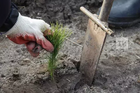 В Татарстане в рамках проекта «Экологическое благополучие» выращено 32,6 миллиона единиц посадочного материала