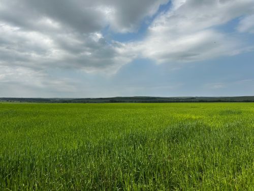 В Камском Устье обнаружили поле с наркотическими растениями