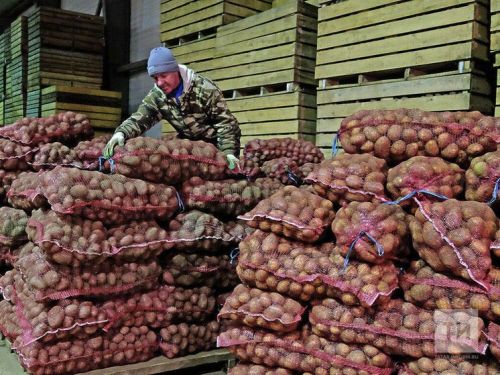 Как правильно хранить картофель