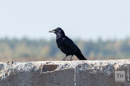 В Камско-Устьинском районе замечены грачи-разведчики