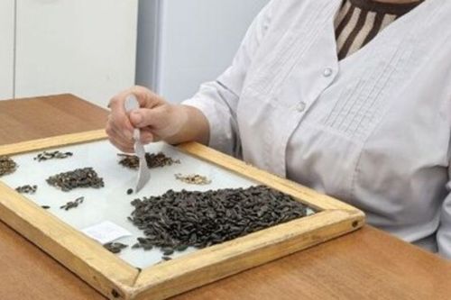 В Татарстане в партиях подсолнечника обнаружено превышение допустимого уровня масличной примеси