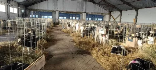 Кама Тамагы халкы субсидияләр алырга мөмкин