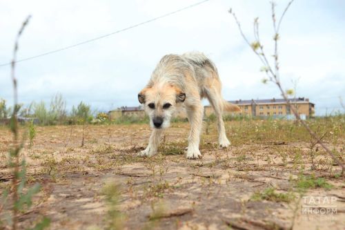 В Татарстане утвердили порядок действий при угрозе от бездомных животных