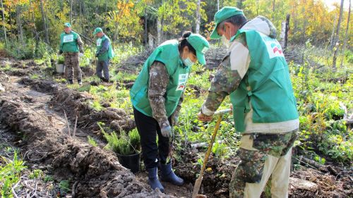 В Татарстане восстановили леса на территории в 1727 гектаров