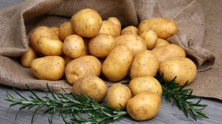 Когда сажать картошку камскоустьинцам?
