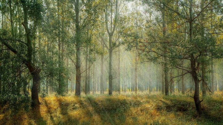 Весенний лесокультурный сезон завершен в Татарстане