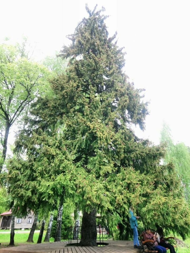 Камскоустьинцев просят поддержать 134-летнюю ель из соседнего района в голосовании конкурса «Российское дерево года»