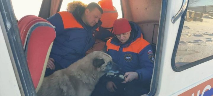 На Волге спасали собаку, провалившуюся под лед