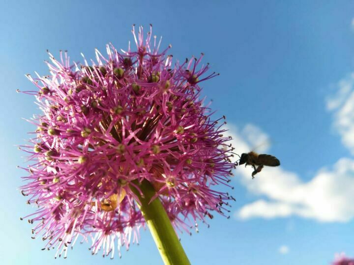 В Татарстане снова зарегистрировали массовую гибель пчёл