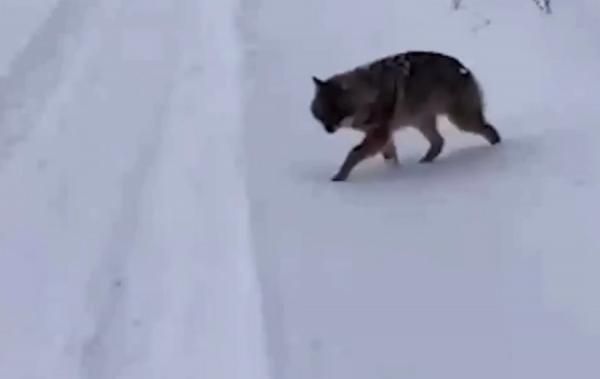 Удалось выяснить, что за неизвестное существо нападало на людей