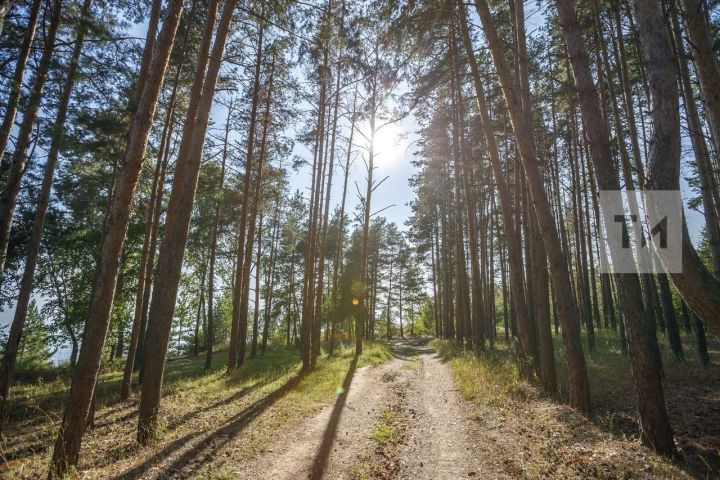 В Татарстане по нацпроекту заготовлено 2,3 тысячи кг семян лесообразующих пород