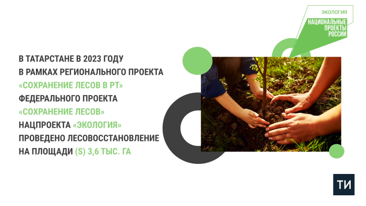 В Татарстане в 2023 году восстановили 3,6 тыс. га леса