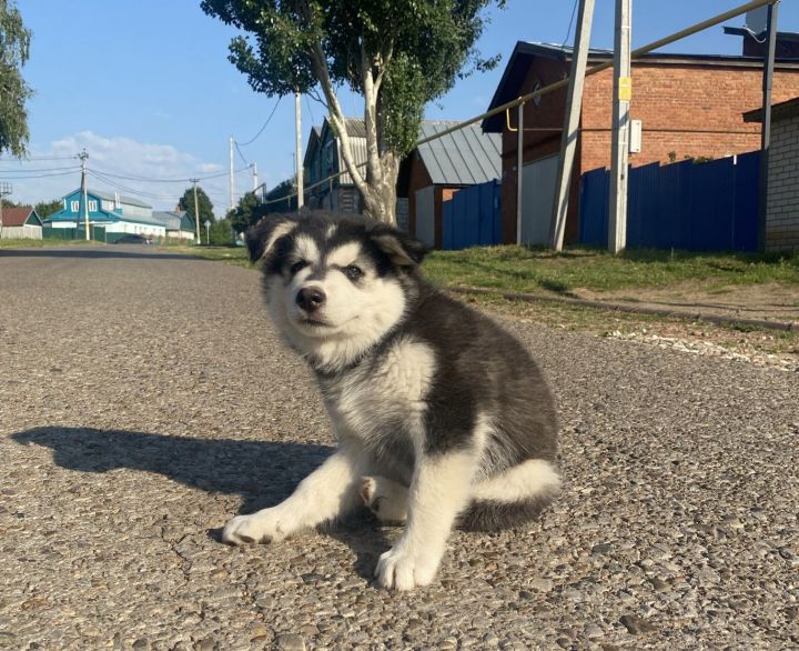 Татарстанцы смогут проголосовать за создание городской инфраструктуры для владельцев собак