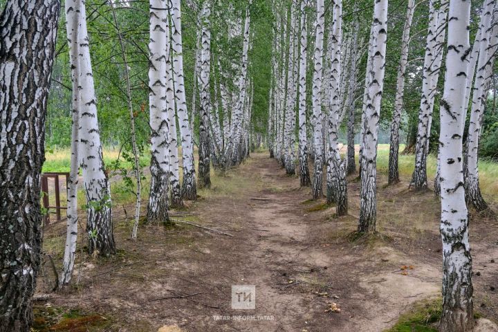 В Татарстане начался клещевой сезон