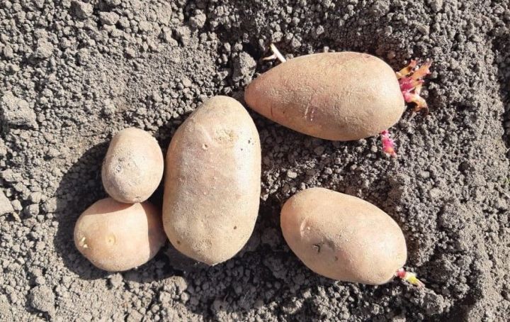 Многие уже посадили картошку. А что говорят специалисты?