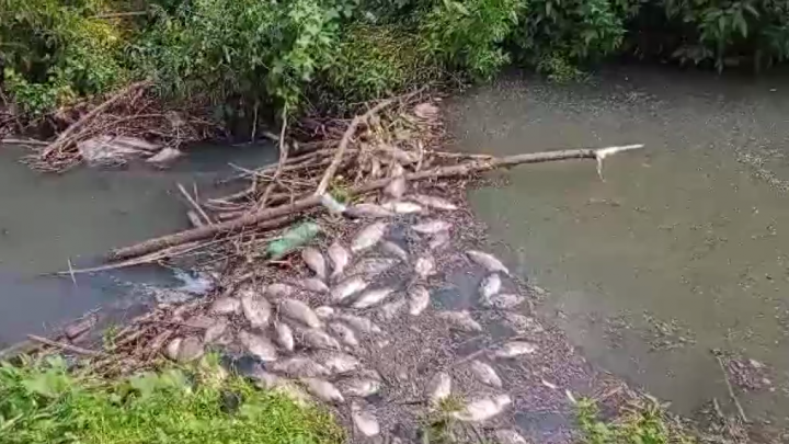 В Верхнеуслонском районе заметили массовое скопление мертвой рыбы