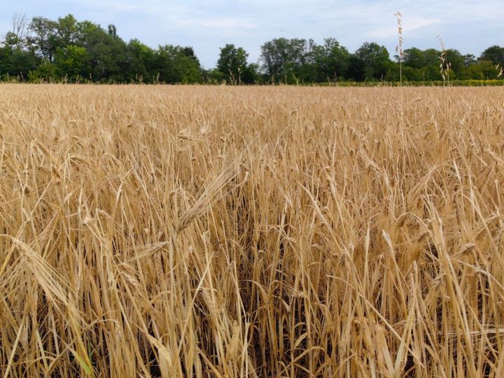 Аграрии Татарстана собрали второй миллион тонн зерна