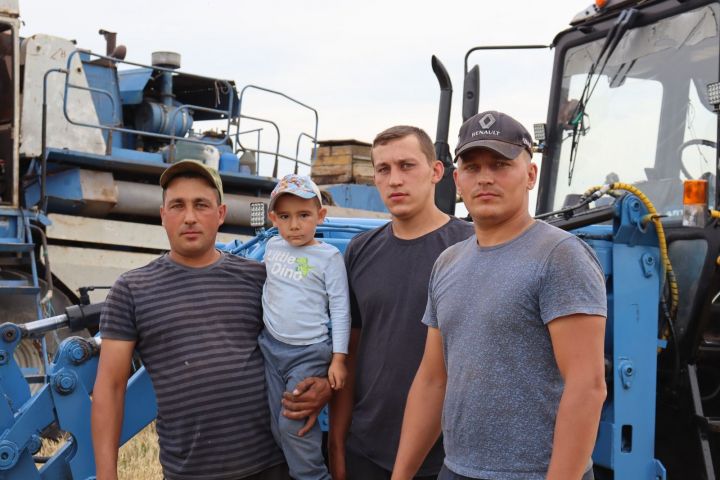 Олы Кариледә бөртеклеләрне җыюга керештеләр