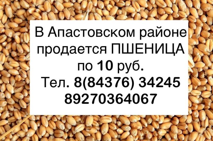 В Апастовском районе продается пшеница