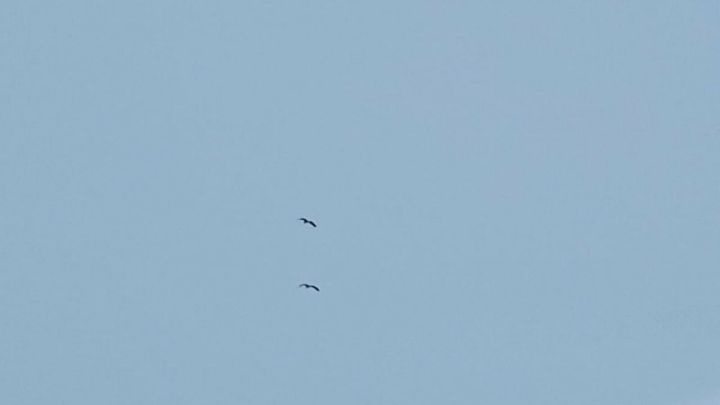 В Татарстан вернулись первые гуси и цапли