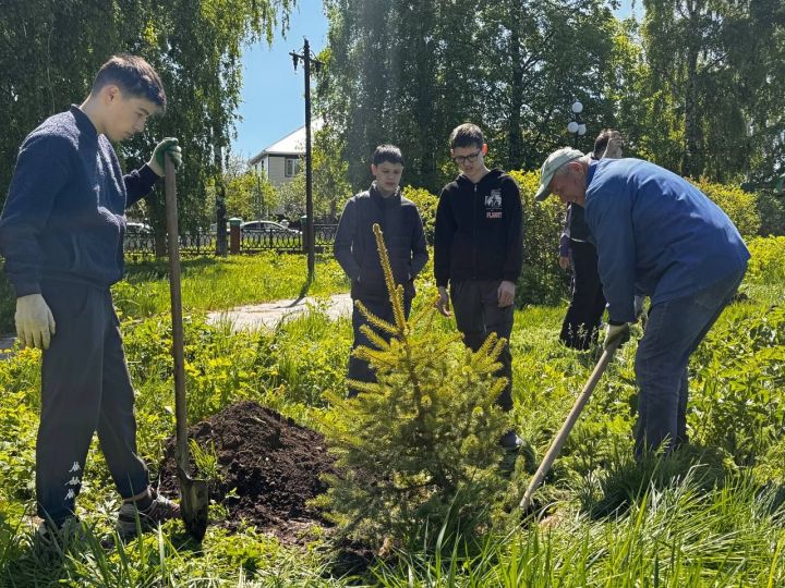 В Парке Победы в Камском Устье посадили ели