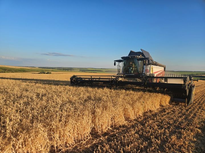 В Камском Устье приступили к уборке урожая