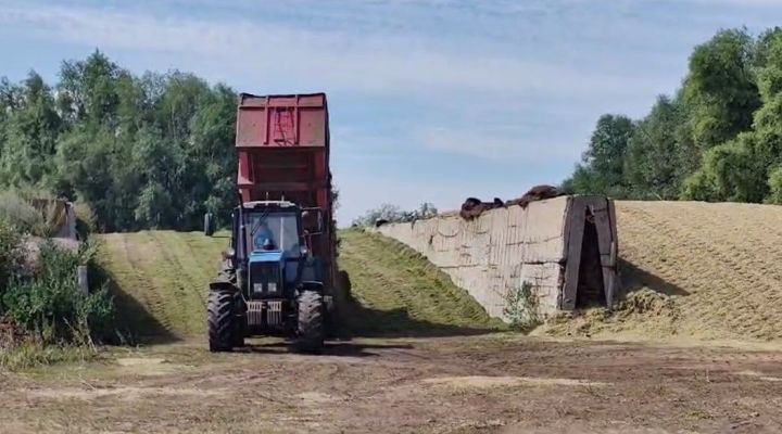 В ООО «Большие Кляри» активно  идет заготовка кормов