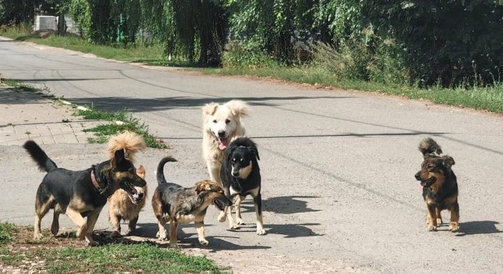В Татарстане готовят новый закон о безнадзорных животных на фоне роста нападений на людей