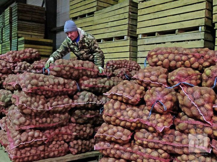 Как правильно хранить картофель