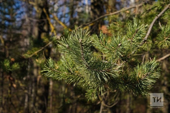 Итоги лесовосстановления в Татарстане за прошедший год
