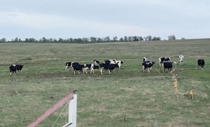 Яңасал көтүендә 27 сыер бар