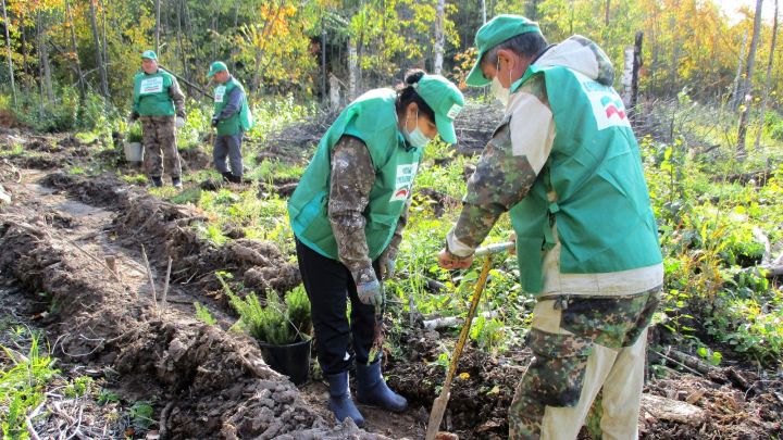 В Татарстане восстановили леса на территории в 1727 гектаров